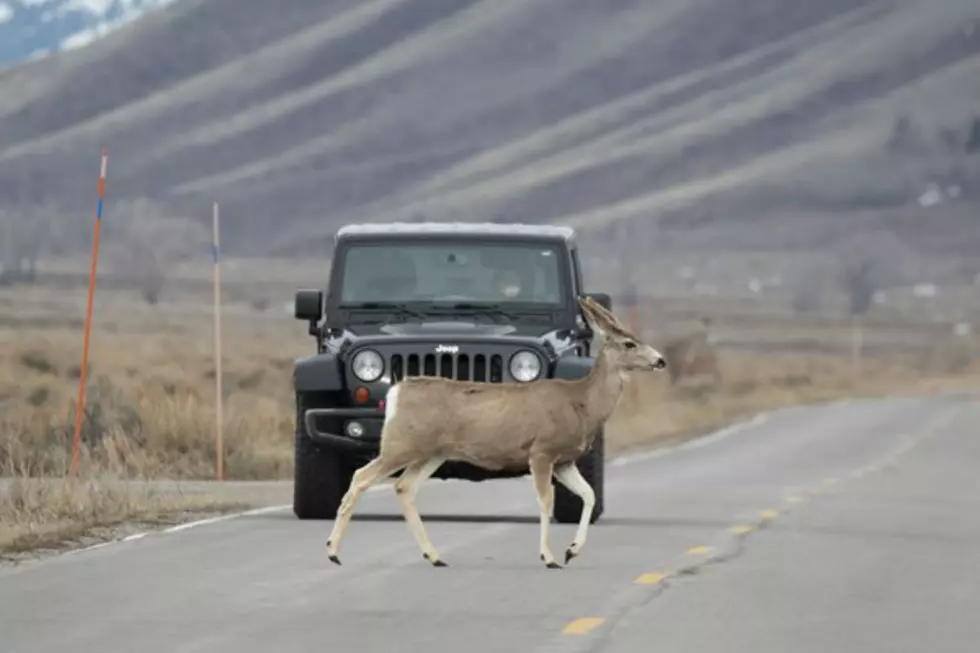 Game & Fish Warns Drivers to Watch for Wildlife on Wyoming Roads