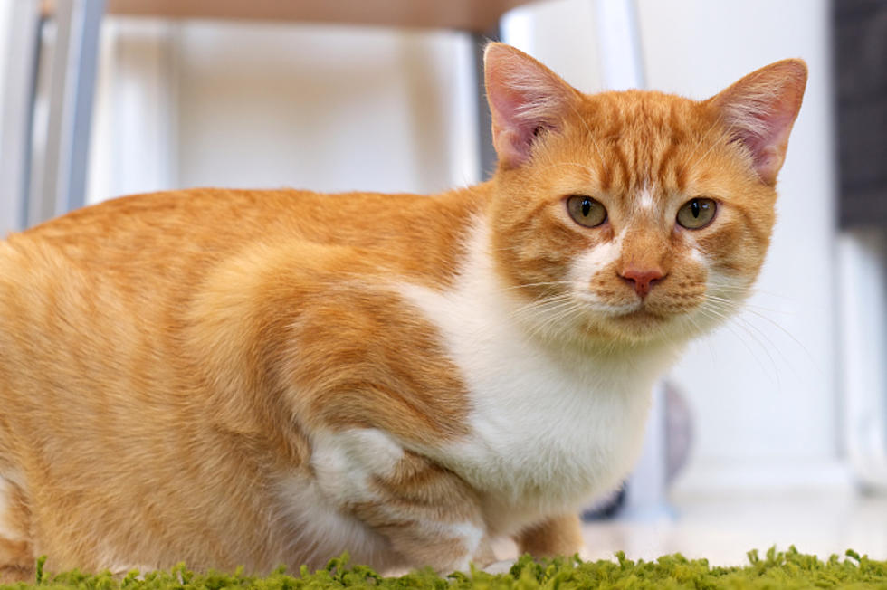 Black Dog Animal Rescue: Laramie County Has A Cat Crisis