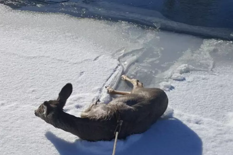 Deer Rescued From Frozen Pond