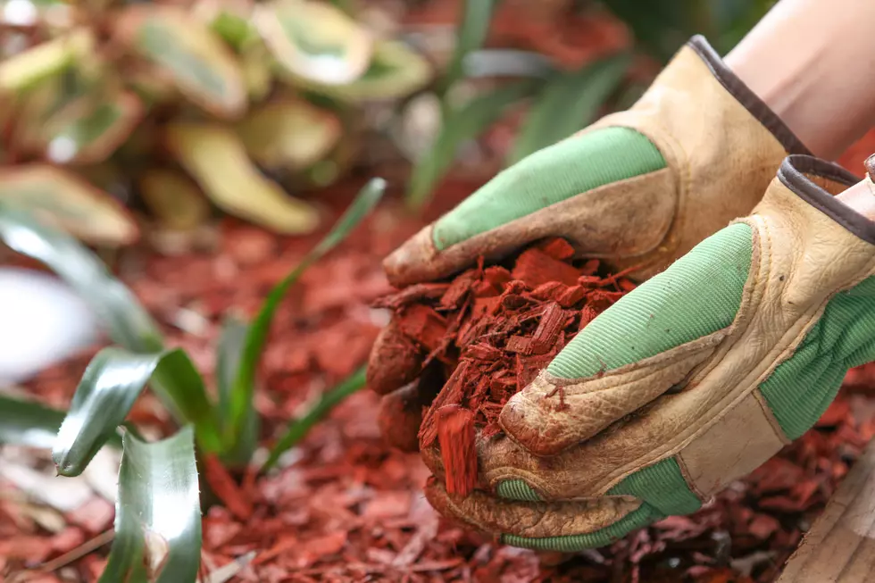 City of Cheyenne Giving Away Free Mulch