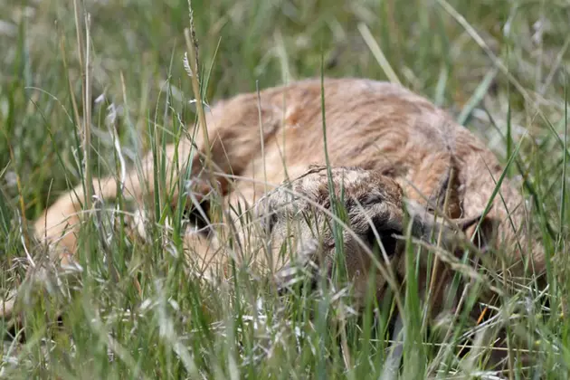 Wyoming Game &#038; Fish: &#8216;Leave Newborn Wildlife Alone&#8217;