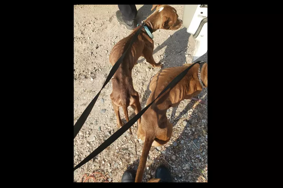 Two Emaciated Dogs Found Near Death in Cheyenne