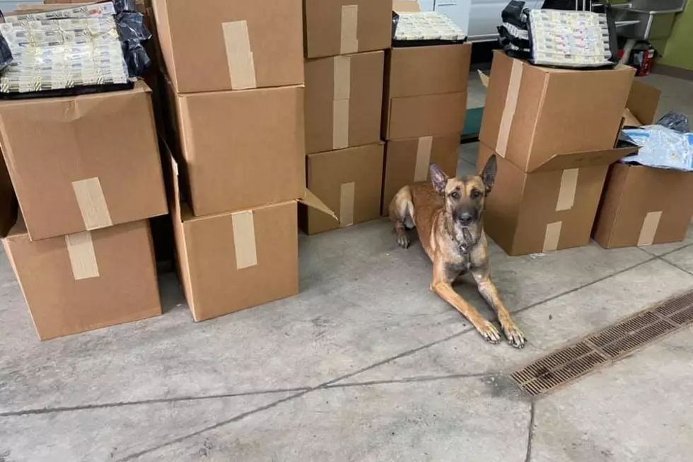 Cheyenne Police Dog Sniffs Out 744 Pounds of Liquid Pot, Edibles