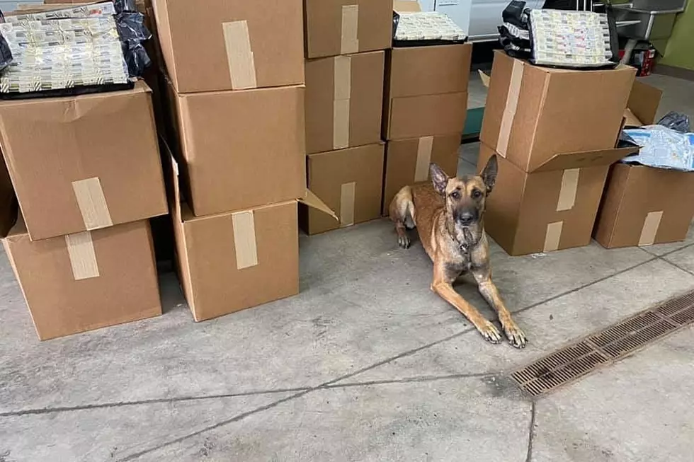 Cheyenne Police Dog Sniffs Out 744 Pounds of Liquid Pot, Edibles