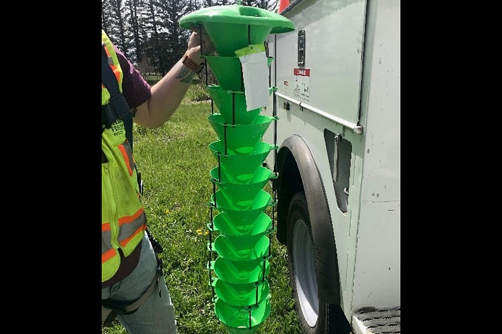 Emerald Ash Borer Traps To Be Placed In Cheyenne Parks