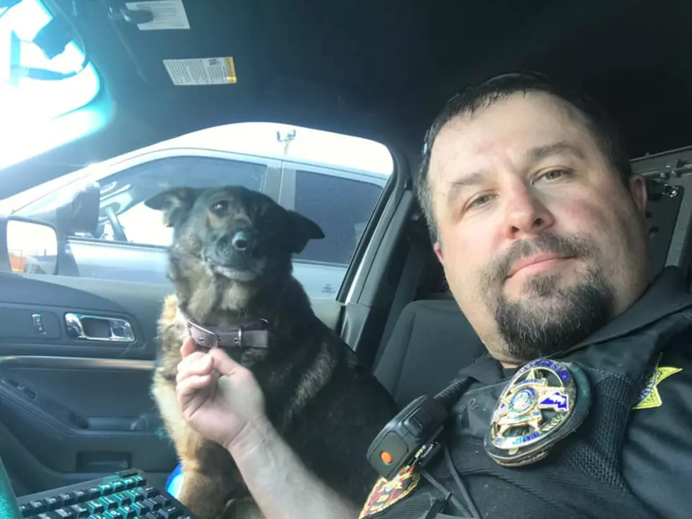 Long-Time Laramie County Sheriff’s Office K9 Dies