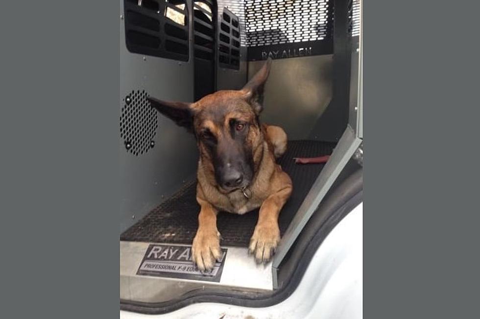 Cheyenne Police Mourn Loss of Retired K9 Officer