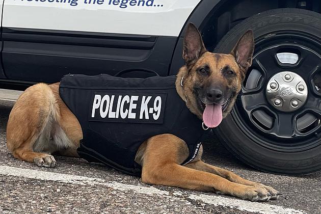 Cheyenne Police Dog Receives New Body Armor