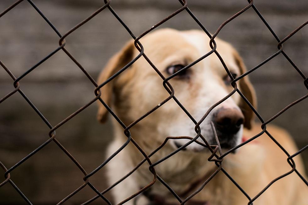 Budget Woes Put Cheyenne Animal Shelter Contract in Jeopardy