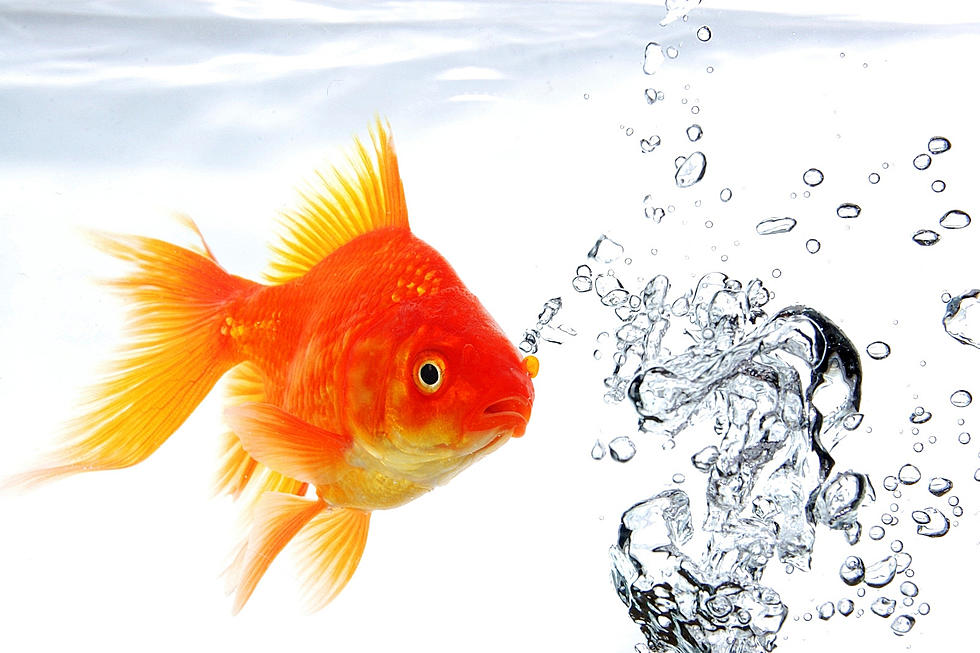 Wyoming Game And Fish: Face Fines For Releasing Goldfish, Other Pets