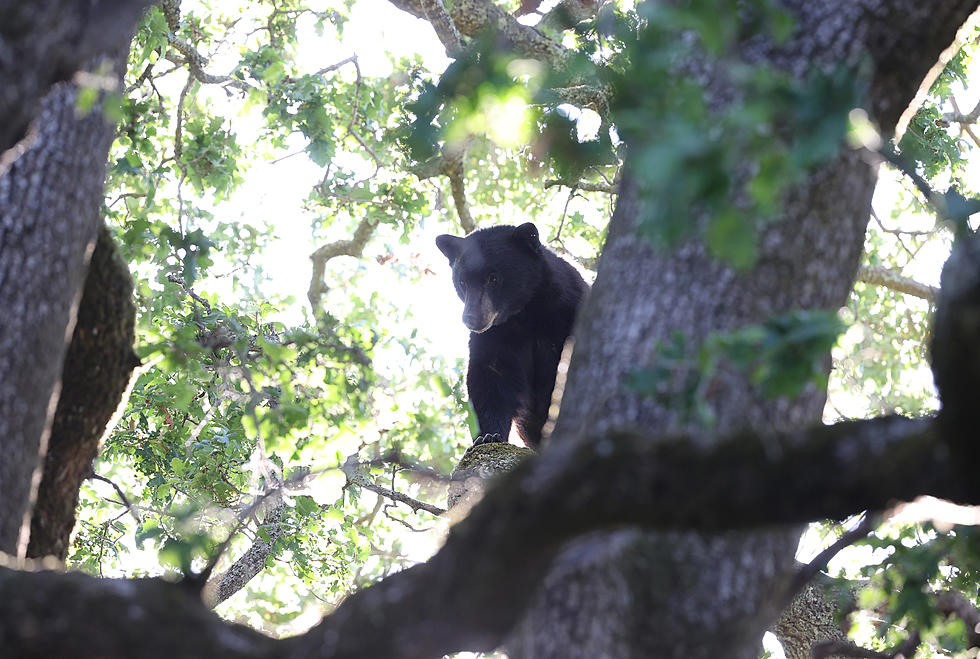 Glacier Park Black Bear Killed After Taking Visitors’ Food