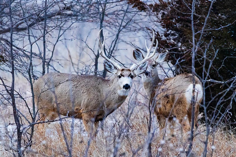 Disease Outbreak Could Curtail Hunting Seasons, WGFD Says