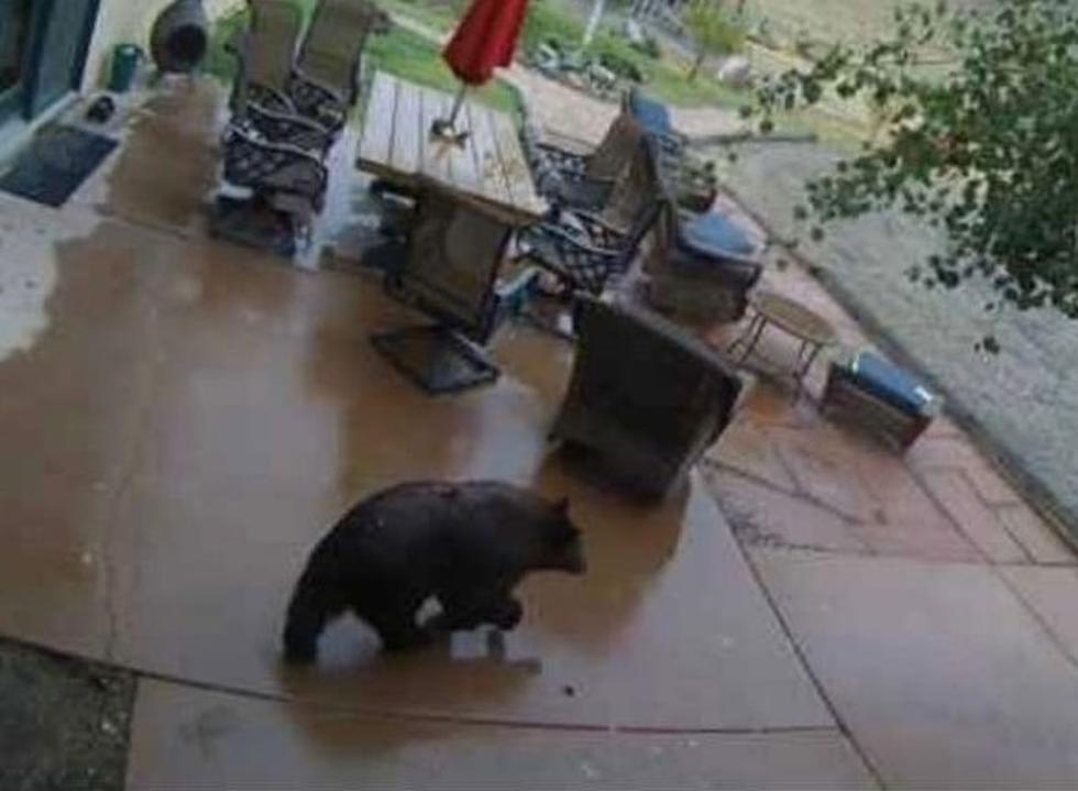 This Isn&#8217;t Unbearable, Wyoming Family Gets Visit From Furry Friend