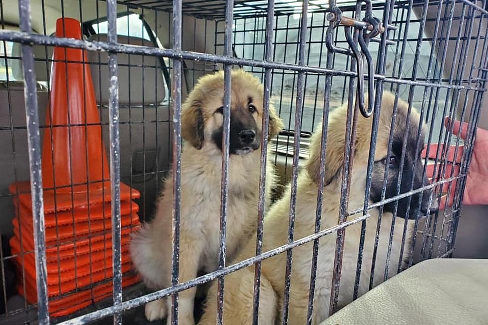 Cheyenne Police Reunite Stolen Puppies With Owner