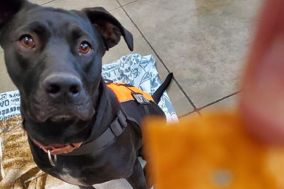 Cheez-It Loving Dog Who's Been at CAS a 'Long Time' Needs a Home