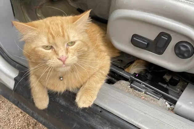 Cat Rescued After Getting Stuck Inside Car in Cheyenne