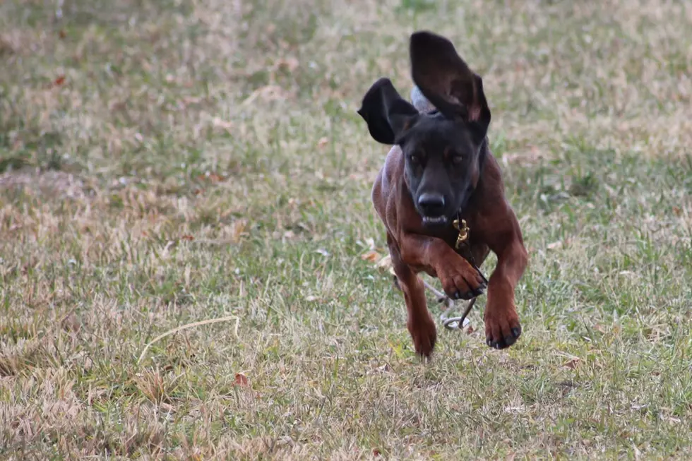 Cheyenne Police Dog Retires After 6+ Years of Service