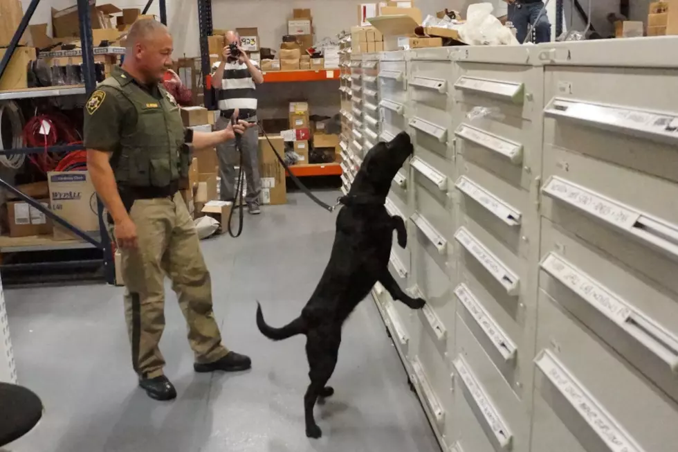 Meet Reno, Wyoming&#8217;s First Fentanyl-Detecting Police Dog