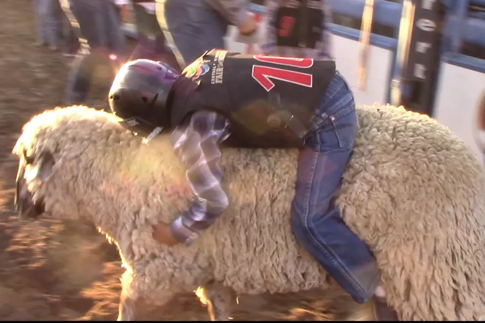 Mutton Bustin' Wraps up at Central Wyoming Fair and Rodeo