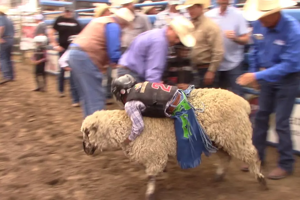 Mutton Buster’s Roll Along at Central Wyoming Rodeo