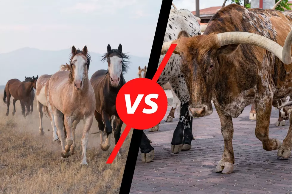 Online Poll: Replacing The Cheyenne Frontier Days Cattle Drive