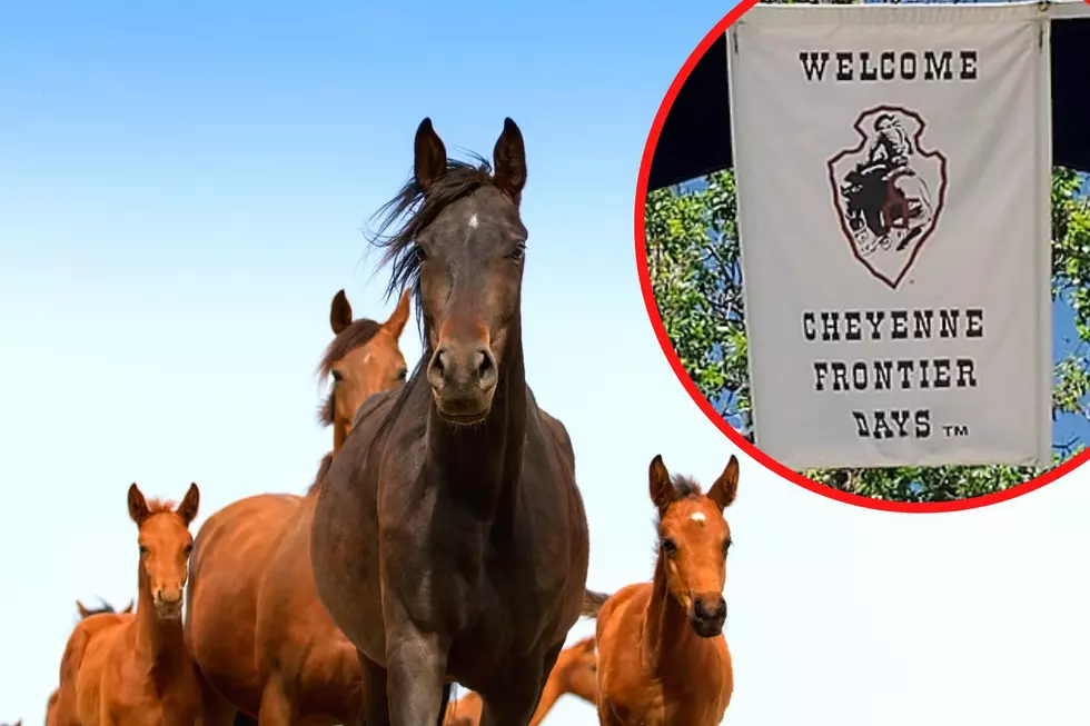 LOOK: Horses Premier In Cheyenne Frontier Days Kickoff