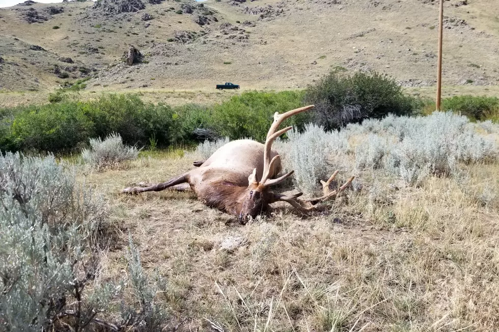 Wyoming Game & Fish Offering Reward for Information on Elk Poaching