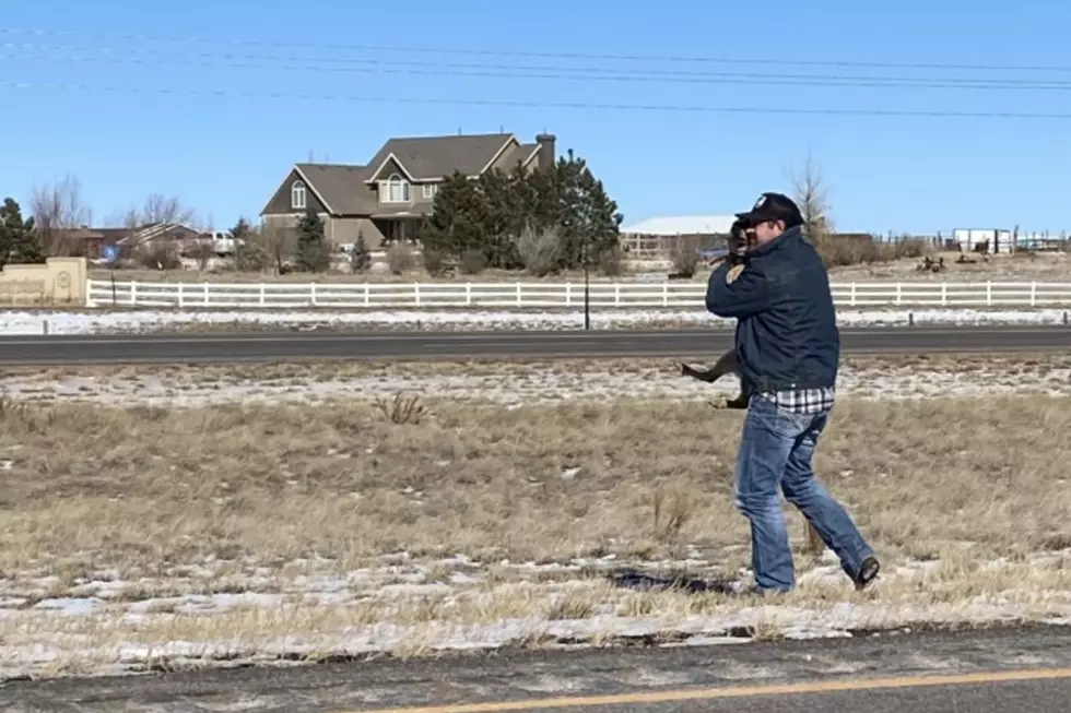 Lost Dog Found Dodging Traffic on I-80 Near Cheyenne