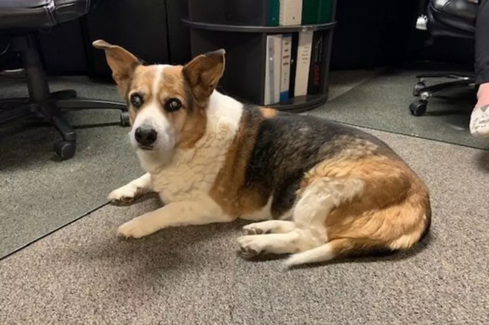 Blind Dog Found Napping on Torrington Road Reunited With Owners