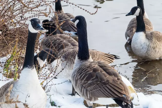 Bird Flu Detected in Dead Geese Found in Cheyenne&#8217;s Lions Park