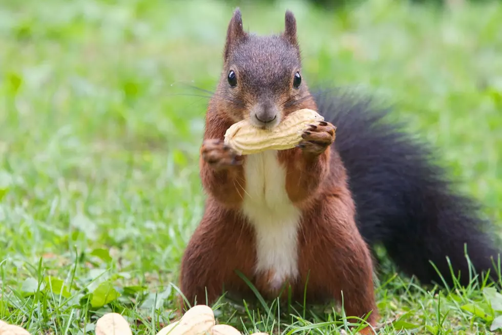City Of Cheyenne Says &#8220;Don&#8217;t Feed The Squirrels&#8221; In Parks