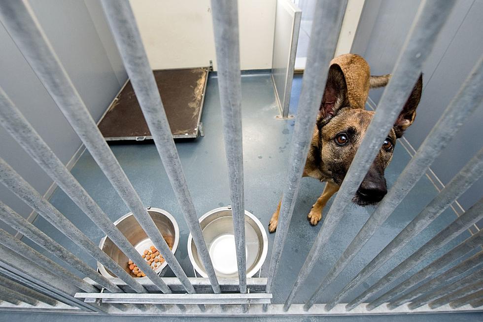Cheyenne, Laramie County to End Contract With Animal Shelter