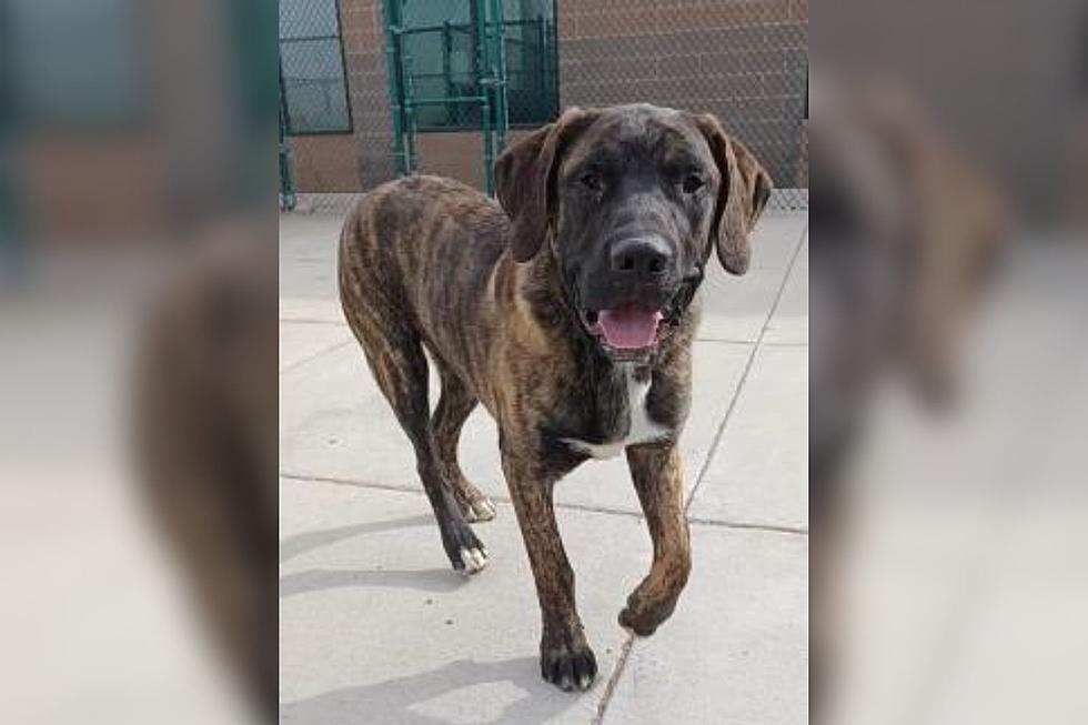 Dog From Hoarding Case Up for Adoption at Cheyenne Animal Shelter