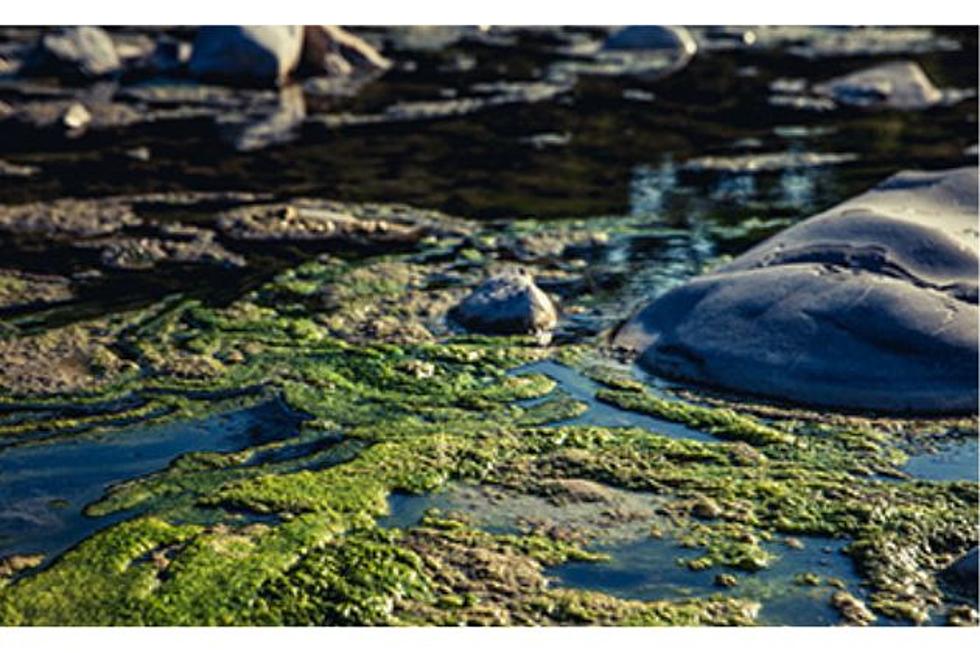 Wyoming Residents Urged To Avoid And Report Cyanobacterial Blooms