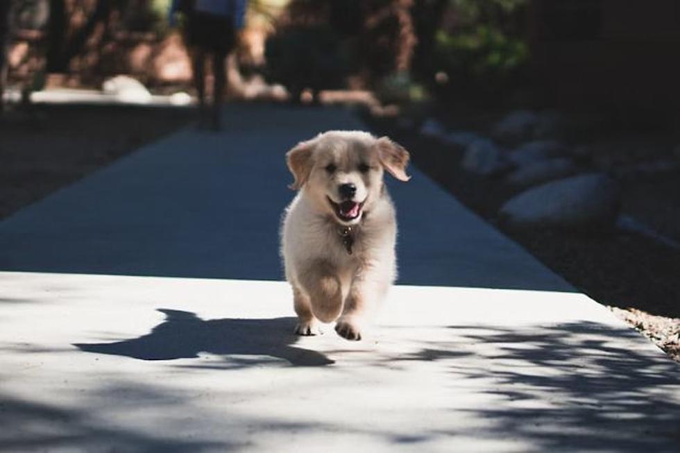 Wyoming Sheriff&#8217;s Office Warns Of Online Puppy Scams