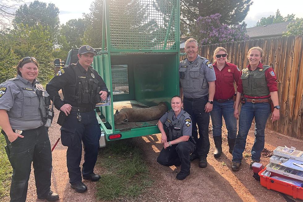 Mountain Lion Relocated After Wandering Into Laramie Backyard