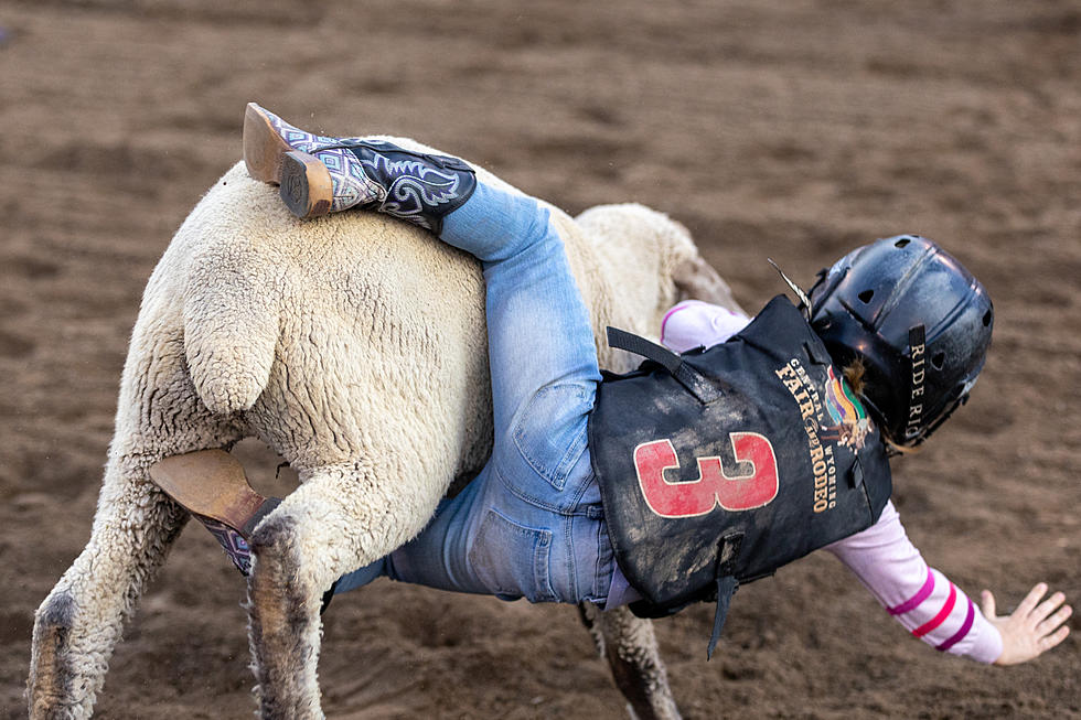 Photos: Central Wyoming Rodeo Mutton Bustin’-Friday