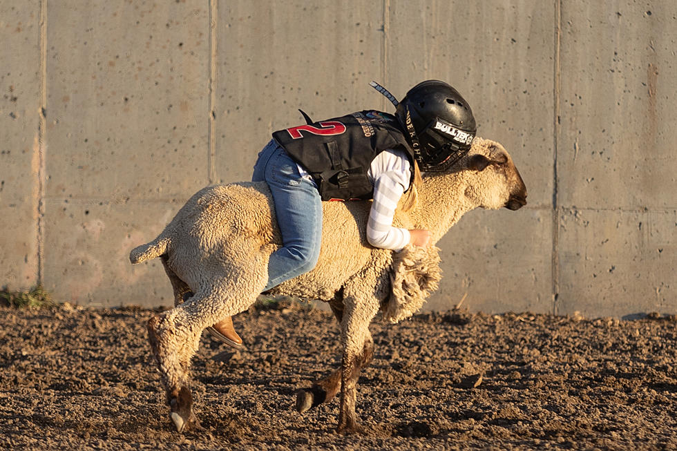 Photos: Central Wyoming Rodeo Mutton Bustin’-Thursday