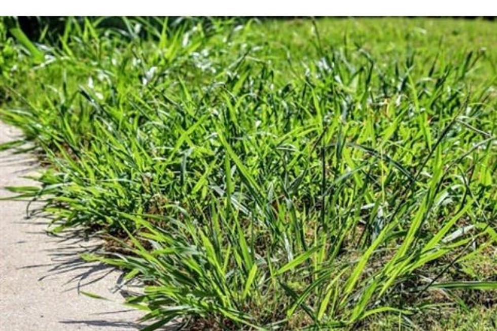 City Of Cheyenne: Mow Those Lawns, Weeds