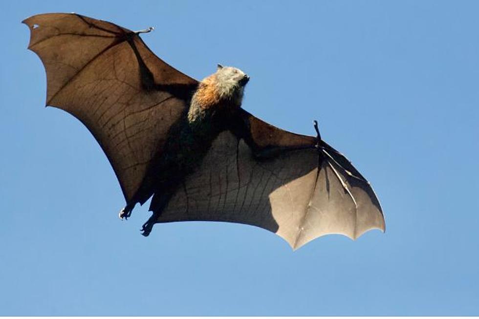 Rabid Bat In Rock Springs Prompts Vaccination Reminder