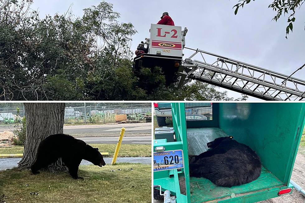 Bear Relocated After Being Rescued From Tree in Cheyenne