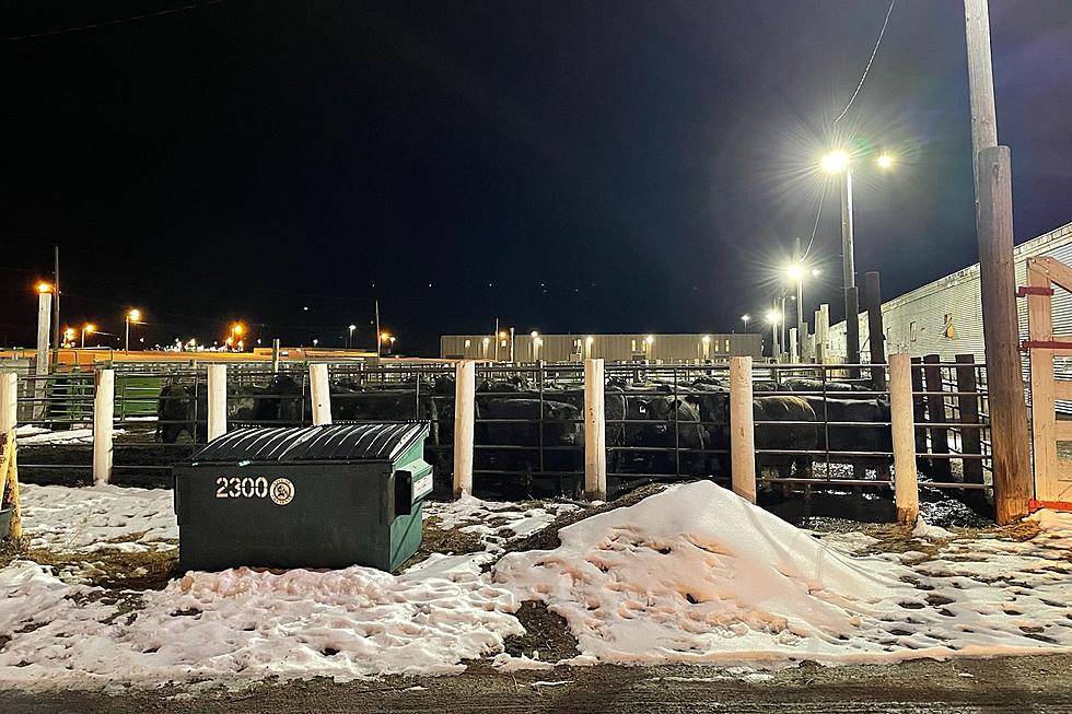 39 Head of Cattle Seized Following Traffic Stop North of Cheyenne