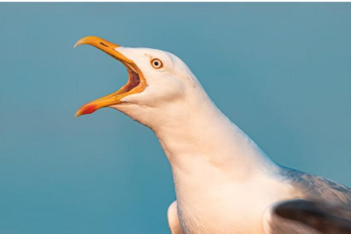 Cheyenne City Council Tackling Seagull Issue In City