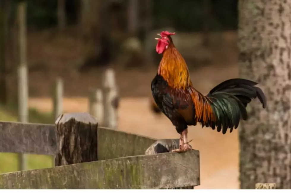 UPDATE: Albany County Man Shoots At Rooster, Prompting Lockdown