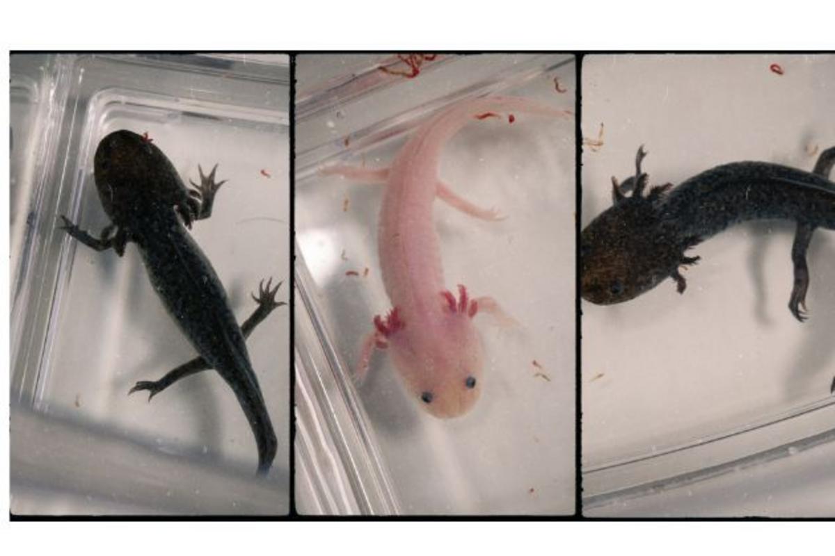 Cheyenne Animal Shelter Saves Three Amazing Axolotls From Neglect