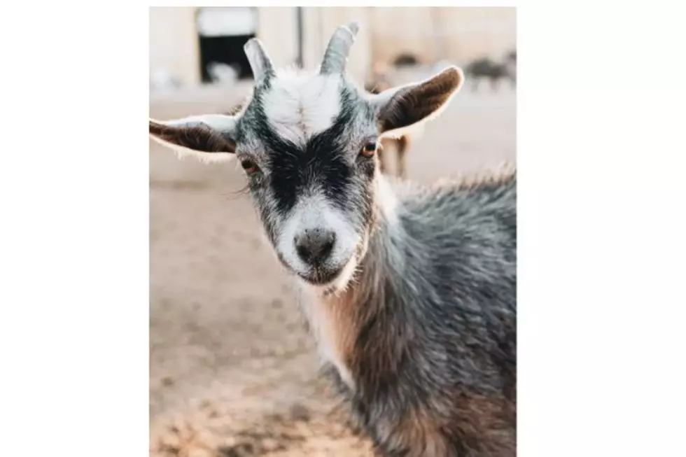 2026 Laramie County Fair Continues Through Saturday, August 8