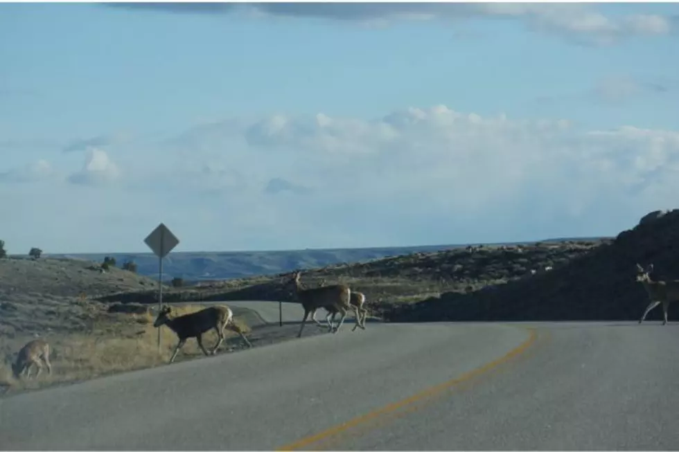 WYDOT Says Drought Conditions Increasing Risks Of Collisions With Animals