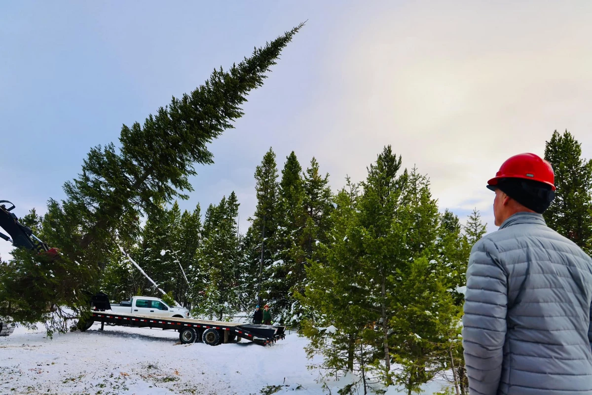 Il est là, l’arbre de Noël officiel de l’État du Montana