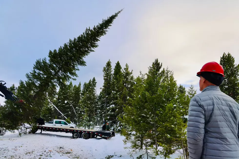 There She Is, Montana&#8217;s Official State Christmas Tree