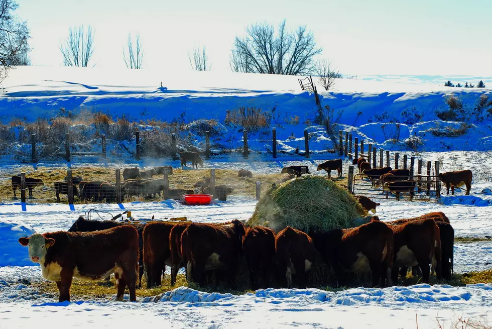 The Big Issues Facing Montana Ranchers, MT Stockgrowers in Town